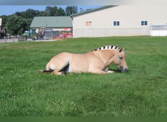 Chevaux fjord, Jument, 5 Ans, 147 cm, Buckskin