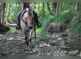 Chevaux fjord, Jument, 5 Ans, 147 cm, Buckskin