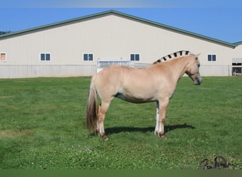 Chevaux fjord, Jument, 5 Ans, 147 cm, Buckskin