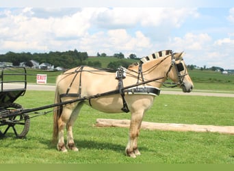 Chevaux fjord, Jument, 5 Ans, 147 cm, Buckskin