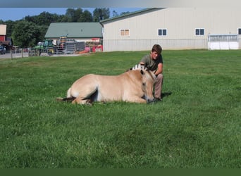 Chevaux fjord, Jument, 5 Ans, 147 cm, Buckskin