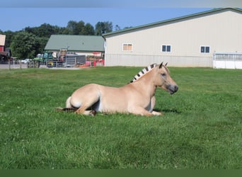 Chevaux fjord, Jument, 5 Ans, 147 cm, Buckskin