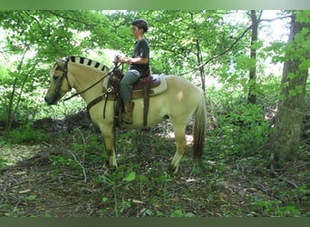 Chevaux fjord, Jument, 5 Ans, 147 cm, Buckskin