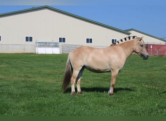 Chevaux fjord, Jument, 5 Ans, 147 cm, Buckskin