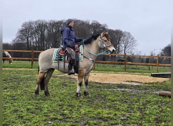 Chevaux fjord Croisé, Jument, 5 Ans, 151 cm, Isabelle