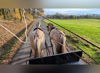 Chevaux fjord, Jument, 5 Ans, 157 cm, Isabelle