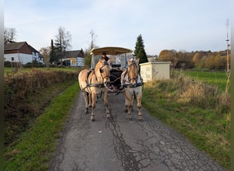 Chevaux fjord, Jument, 5 Ans, 157 cm, Isabelle