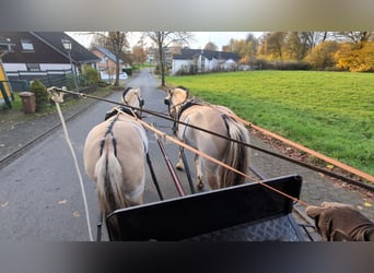 Chevaux fjord, Jument, 5 Ans, 157 cm, Isabelle