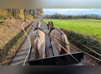 Chevaux fjord, Jument, 5 Ans, 157 cm, Isabelle