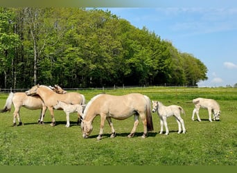 Chevaux fjord, Jument, 5 Ans