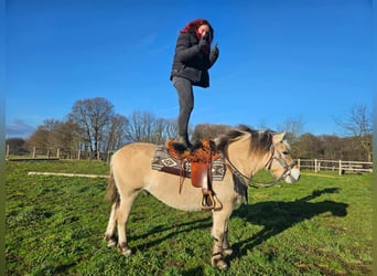 Chevaux fjord, Jument, 7 Ans, 149 cm, Isabelle