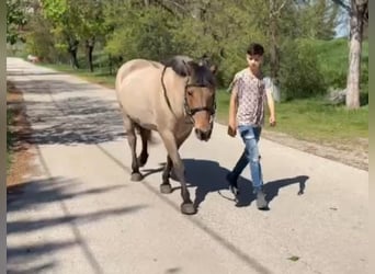 Chevaux fjord, Jument, 8 Ans, 140 cm, Isabelle