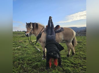 Chevaux fjord, Jument, 8 Ans, 149 cm, Isabelle