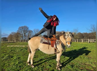 Chevaux fjord, Jument, 8 Ans, 149 cm, Isabelle