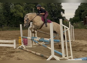 Chevaux fjord, Jument, 8 Ans, 151 cm, Isabelle