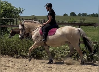 Chevaux fjord, Jument, 8 Ans, 151 cm, Isabelle