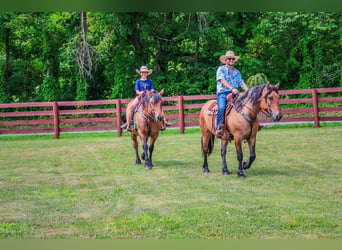 Chevaux fjord, Jument, 8 Ans, Buckskin