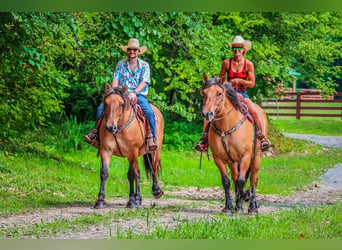 Chevaux fjord, Jument, 8 Ans, Buckskin