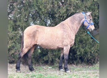 Chevaux fjord Croisé, Jument, 9 Ans, 138 cm, Buckskin