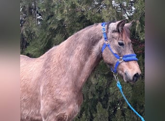 Chevaux fjord Croisé, Jument, 9 Ans, 138 cm, Buckskin