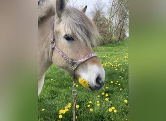 Chevaux fjord, Jument, 9 Ans, 143 cm, Isabelle