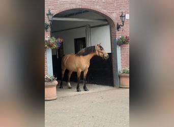 Chevaux fjord, Jument, 9 Ans, 154 cm, Bai clair