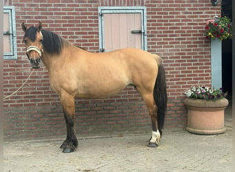 Chevaux fjord, Jument, 9 Ans, 154 cm, Bai clair