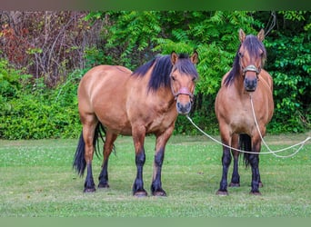 Chevaux fjord, Jument, 9 Ans, Buckskin