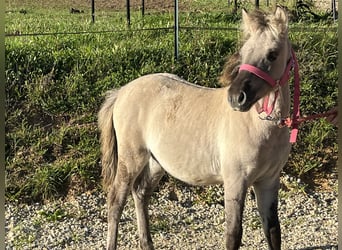 Chevaux fjord, Jument, Poulain (05/2025), 118 cm, Isabelle