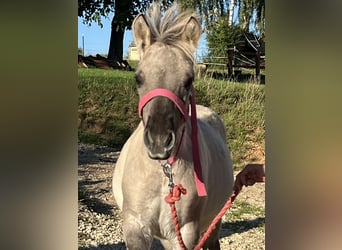 Chevaux fjord, Jument, Poulain (05/2025), 118 cm, Isabelle