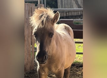 Chevaux fjord, Jument, Poulain (05/2025), 118 cm, Isabelle