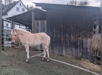 Chevaux fjord, Jument, Poulain (05/2025), 150 cm, Isabelle