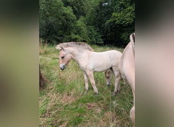Chevaux fjord, Jument, Poulain (04/2025)