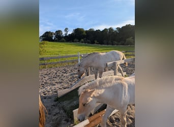 Chevaux fjord, Jument, Poulain (04/2025)
