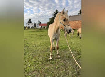 Chevaux fjord, Jument, Poulain (08/2026), Isabelle