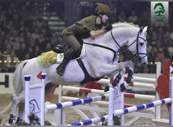 Danish Warmblood, Stallion, 18 years, 16.2 hh, Gray
