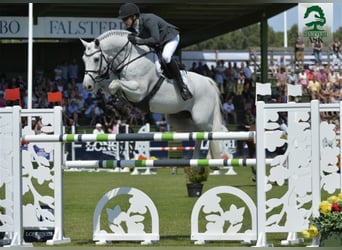 Danish Warmblood, Stallion, 19 years, 16,2 hh, Grey