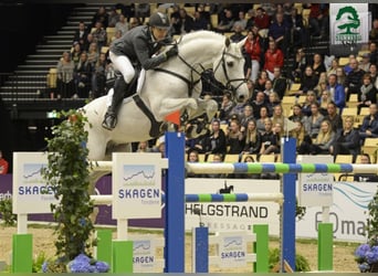 Danish Warmblood, Stallion, 19 years, 16,2 hh, Grey