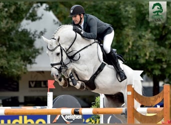 Danish Warmblood, Stallion, 19 years, 16,2 hh, Grey