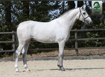 Duński koń gorącokrwisty, Ogier, 18 lat, 170 cm, Siwa