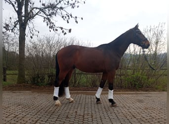 Classic Pony / Pony Classico, Castrone, 10 Anni, 173 cm, Baio