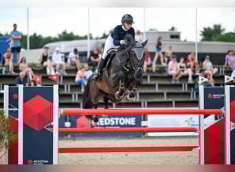 Classic Pony / Pony Classico, Castrone, 10 Anni, Baio scuro