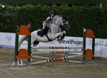 Classic Pony / Pony Classico, Castrone, 11 Anni, Grigio pezzato