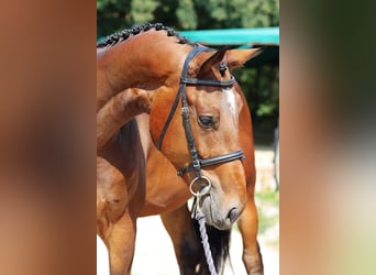 Classic Pony / Pony Classico, Castrone, 3 Anni, 170 cm, Baio ciliegia