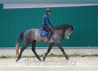 Classic Pony / Pony Classico, Castrone, 4 Anni, 166 cm, Grigio