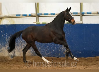 Classic Pony / Pony Classico, Castrone, 4 Anni, 170 cm, Baio nero