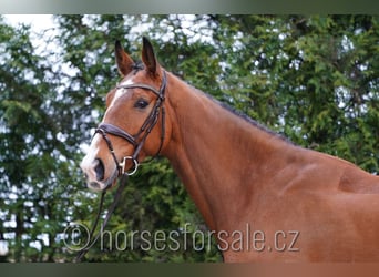 Classic Pony / Pony Classico, Castrone, 5 Anni, 168 cm, Baio