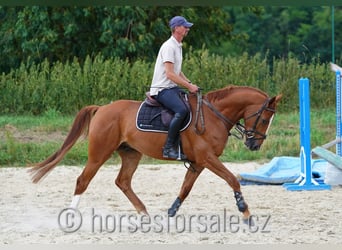 Classic Pony / Pony Classico, Castrone, 5 Anni, 168 cm, Sauro