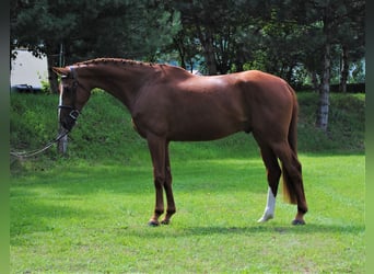 Classic Pony / Pony Classico, Castrone, 5 Anni, 174 cm, Sauro