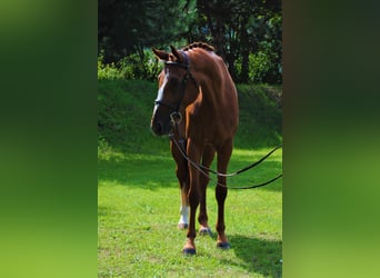 Classic Pony / Pony Classico, Castrone, 5 Anni, 174 cm, Sauro